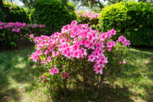 舞鶴公園のツツジの写真