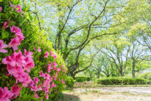舞鶴公園のツツジの写真