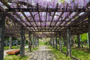 舞鶴公園の藤の写真