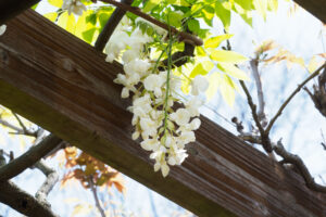 舞鶴公園の藤の写真