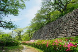 舞鶴公園の新緑の写真