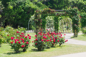 海の中道海浜公園のバラの写真
