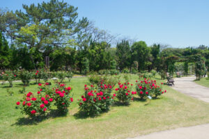 海の中道海浜公園のバラの写真