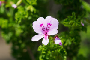 海の中道海浜公園の季節の花の写真