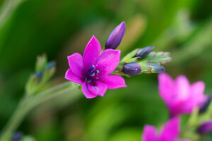 海の中道海浜公園の季節の花の写真