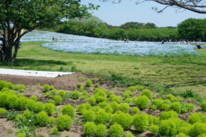 海の中道海浜公園のネモフィラの写真