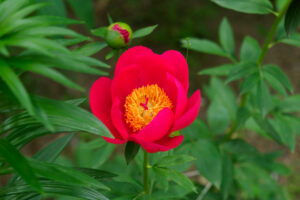 筥崎宮花庭園の芍薬の写真