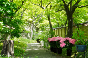 筥崎宮花庭園の新緑の写真