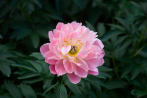 筥崎宮花庭園の芍薬の写真