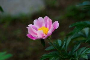 筥崎宮花庭園の芍薬の写真