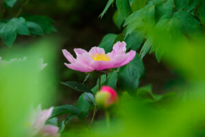 筥崎宮花庭園の芍薬の写真