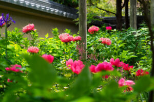 筥崎宮花庭園の芍薬の写真