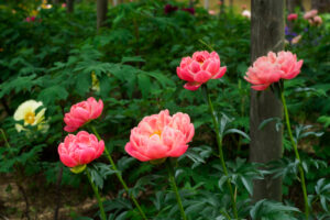 筥崎宮花庭園の芍薬の写真