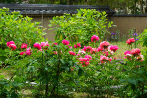 筥崎宮花庭園の芍薬の写真