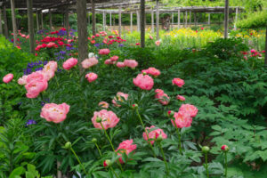 筥崎宮花庭園の芍薬の写真