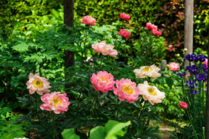 筥崎宮花庭園の芍薬の写真