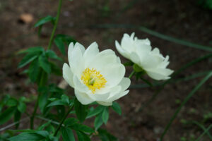 筥崎宮花庭園の芍薬の写真