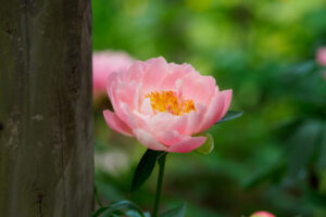 筥崎宮花庭園の芍薬の写真
