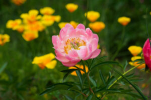 筥崎宮花庭園の芍薬の写真