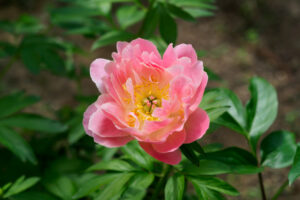 筥崎宮花庭園の芍薬の写真