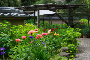 筥崎宮花庭園の芍薬の写真
