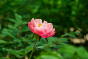 筥崎宮花庭園の芍薬の写真