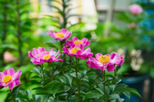筥崎宮花庭園の芍薬の写真