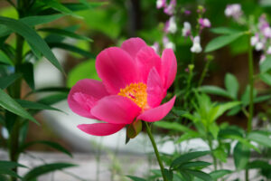 筥崎宮花庭園の芍薬の写真