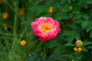 筥崎宮花庭園の芍薬の写真