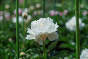 舞鶴公園の芍薬の写真