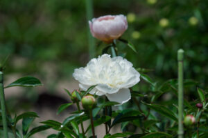舞鶴公園の芍薬の写真