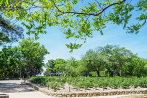 舞鶴公園の牡丹芍薬園の写真