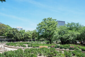 舞鶴公園の牡丹芍薬園の写真