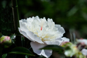舞鶴公園の芍薬の写真