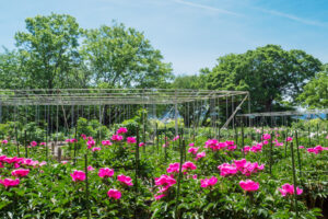 舞鶴公園の芍薬の写真