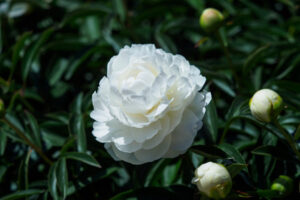 舞鶴公園の芍薬の写真