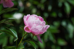 舞鶴公園の芍薬の写真