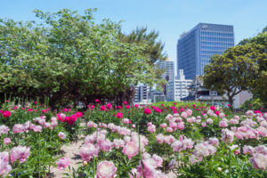 舞鶴公園の芍薬の写真