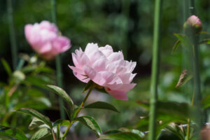 舞鶴公園の芍薬の写真
