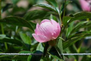 舞鶴公園の芍薬の写真