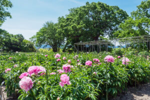 舞鶴公園の芍薬の写真