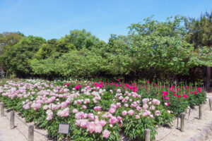 舞鶴公園の芍薬の写真
