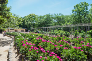 舞鶴公園の芍薬の写真