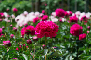 舞鶴公園の芍薬の写真