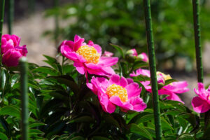 舞鶴公園の芍薬の写真