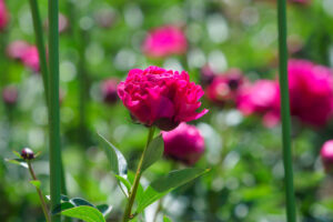 舞鶴公園の芍薬の写真