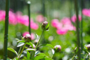 舞鶴公園の芍薬の写真