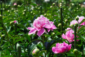 舞鶴公園の芍薬の写真