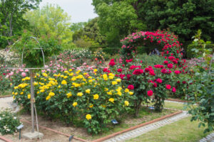 福岡市植物園のバラの写真