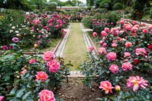 福岡市植物園のバラの写真